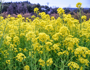 菜の花畑
