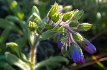Bouquet of purple wild flowers, Doi Luang Chiang Dao, Chiang Mai, Thailand.