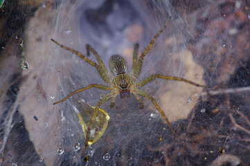 Brown forest spider in the middle of the big forest.