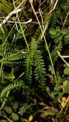 plantas del campo