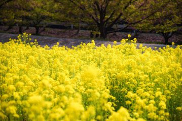 菜の花畑