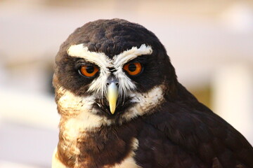 こちらを見るメガネフクロウ