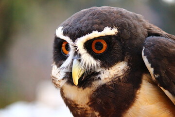 真ん丸な目のメガネフクロウ