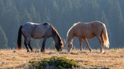 Blue Roan and Palomino band stallions grazing together in the Pryor Mountains in Montana United...
