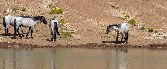 Blue and rust red roan wild horses at the watering pond in the Pryor Mountains Wild Horse range in...