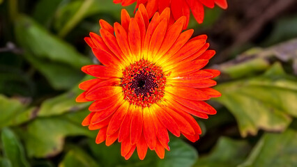 Flames of Orange from the Green 2