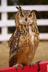 背筋をのばしてこちらを見るベンガルワシミミズク