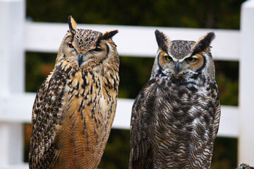 並んで同じ方向を見るベンガルワシミミズクとアメリカワシミミズク