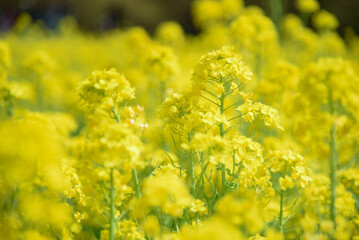 菜の花畑