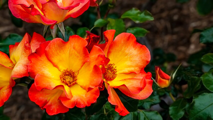 Flames of Orange from the Green 1