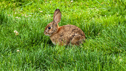 Wild Rabbit in the Grass 3