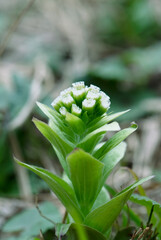 Obraz premium 開花して伸び始めたフキノトウの小さい雌花_曇天縦1