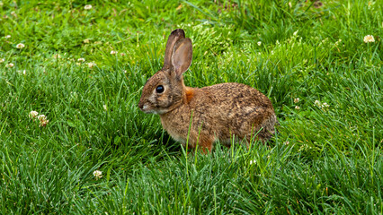 Wild Rabbit in the Grass 1