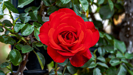 Red Rose in the Spring Garden 2