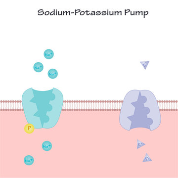Sodium-Potassium Pump template slide