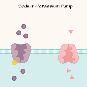 Sodium-Potassium Pump template slide
