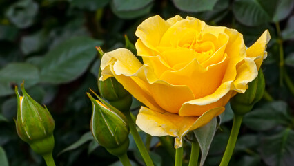 Yellow Rose in Spring Sunlight 7