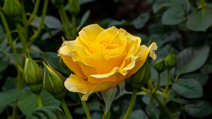 Yellow Rose in Spring Sunlight 4