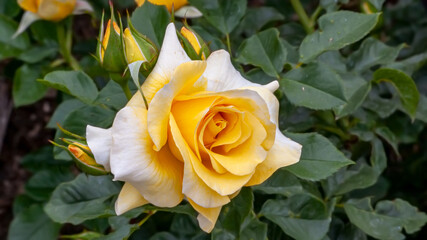 Yellow Rose in Spring Sunlight 10