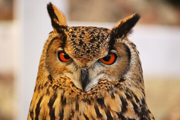 ベンガルワシミミズクの顔のアップ