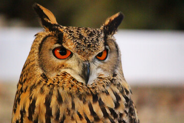 斜めから見たミナミワシミミズク