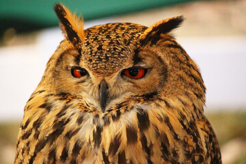 ふわふわの羽毛のベンガルワシミミズク