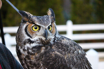 立派な羽角のアメリカワシミミズク