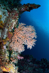 Fototapeta na wymiar Coral reefs at Liberty ship wreck, Tulamben. Underwater world of Bali, Indonesia.