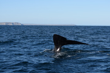 Obraz premium Whale in the sea