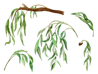 Watercolor hand drawn illustration of willow leaves leaf branches twigs. Green foliage in spring summer, lake river landscape, elements for wedding invitation design prints, lush greenery clipart. © Marina Lahereva