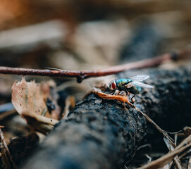 A Fly on a branch outside