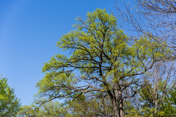 Obraz premium tree against sky