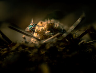 Moody close up of a fly