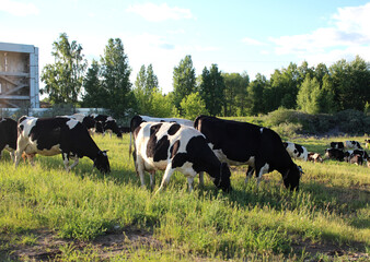 Fototapeta premium animals dairy cows in a herd graze in the village in the summer in the field