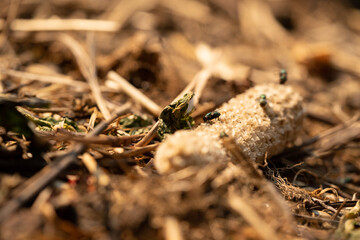 Fly on corn cob on barnyard ground