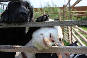 funny pets goat and dog muzzles