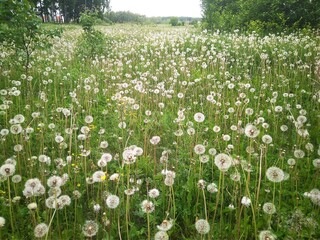 Russian forest with birches in dandelion fields in summer