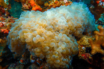 The beauty under the sea also has a variety of exotic corals that occur naturally.