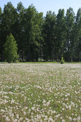 Russian forest with birches in dandelion fields in summer