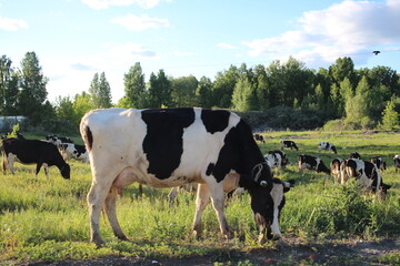 animals dairy cows in a herd graze in the village in the summer in the field