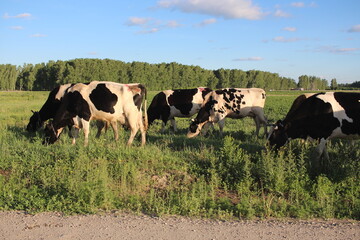 animals dairy cows in a herd graze in the village in the summer in the field