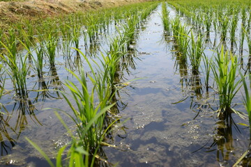 田植え２週間後の水田