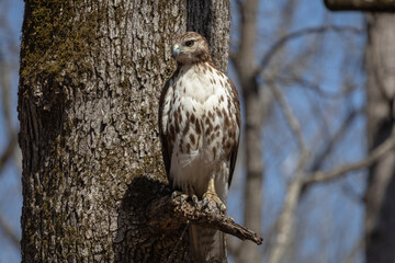 red tailed hawk