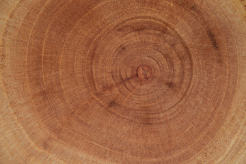 Fototapeta premium cross section of a tree trunk