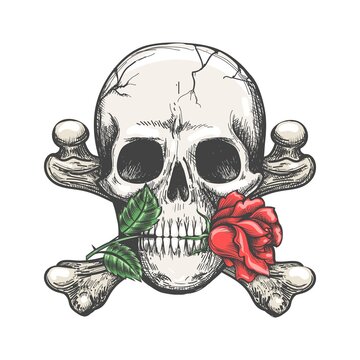 Skull crossbones rose