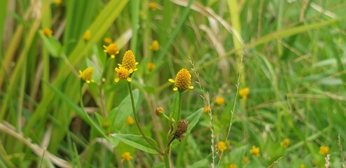yellow flower in grass