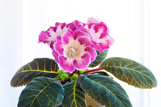 gloxinia with flowers in a pot on windowsill against a white window