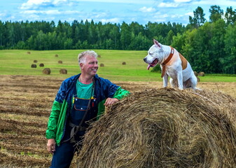 Naklejka na ściany i meble american staffordshire terrier in a field on a haystack met a man