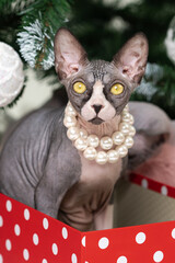 Romantic Sphynx Cat with pearl necklace around neck sitting in red polka dot gift box under Christmas tree. Cute thoroughbred kitten with big yellow eyes staring looking at camera.