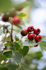 Crabapple berries on the tree